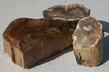 Petrified Wood - Raw